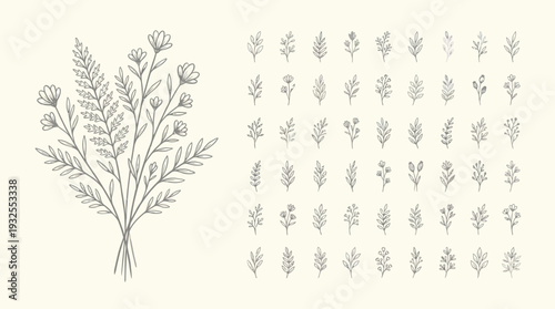 Detailed botanical illustration of a dill plant with feathery, pinnate leaves and multiple sprigs, vintage pencil sketch