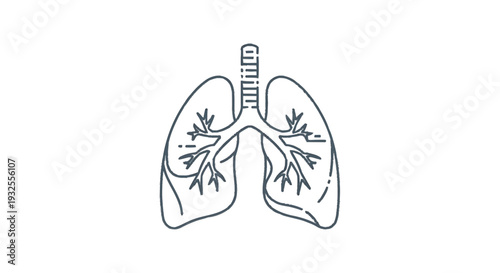 Anatomical Illustration of Human Lungs and Bronchial Tree.