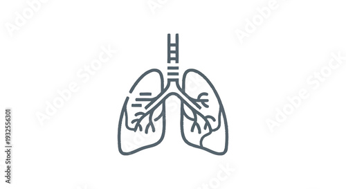 Anatomical Illustration of Human Lungs and Trachea.