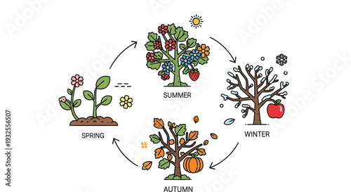 Seasonal tree cycle vector illustration