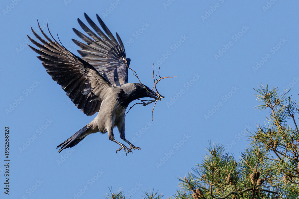 Fototapeta premium Nebelkrähe (Corvus corone cornix)