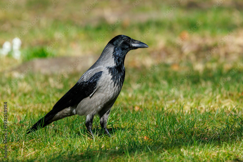 Fototapeta premium Nebelkrähe (Corvus corone cornix)