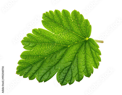 Vibrant green leaf with intricate vein patterns on a dark background