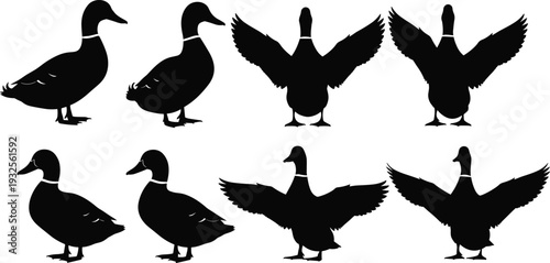 Black Duck Silhouette Vector Set With Mallard Birds Standing And Spreading Wings Isolated On White Background For Wildlife Nature Logo Design