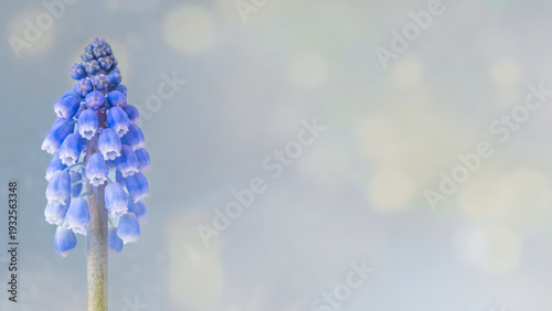 Fotografie Single blue grape hyacinth Muscari armeniacum flower on blurred background with