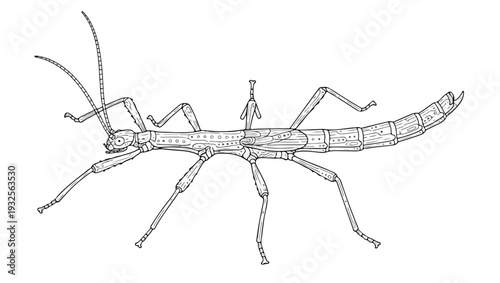 Stick Insect Line Art Illustration
