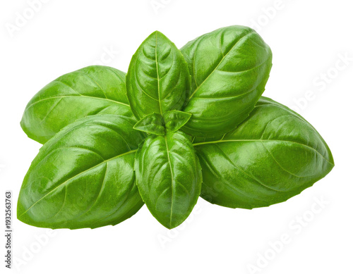 Fresh vibrant green basil leaves bunched together on a plain background