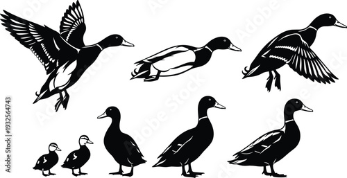 Mallard duck silhouette set, flying and swimming water bird collection, cad drawing flat vector illustration, isolated on white background