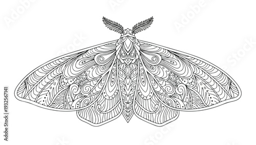 Ornate Mandala Moth Line Art Illustration