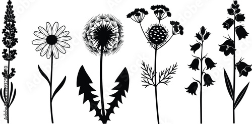 Wildflower silhouettes set, floral plant collection, lavender daisy dandelion bellflower icons, cad drawing flat vector illustration, nature elements isolated, 20 words.