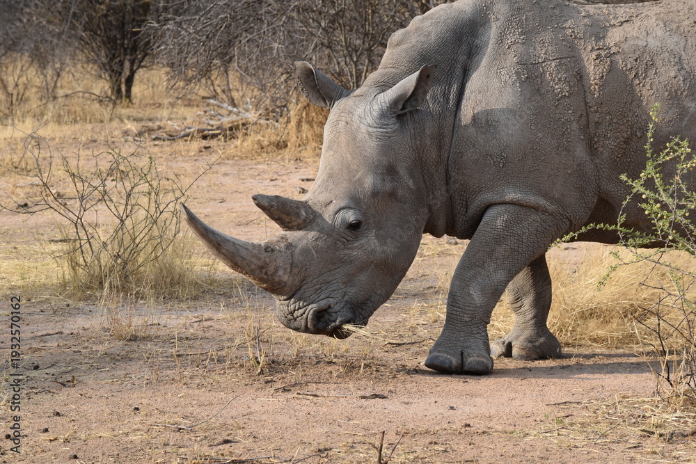 Fototapeta premium Nashorn nah