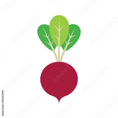 Red radish isolated on white background vector illustration