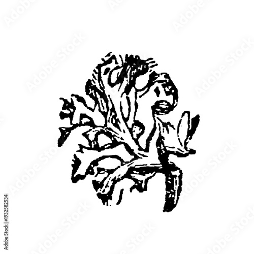 Lichen, symbiotic organism composed of fungus and algae, crustose, foliose, or fruticose growth forms on rock or bark, old vintage illustration, 1897.