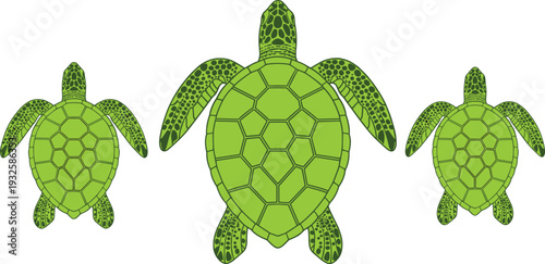 Green Sea Turtle Vector Illustration Set with Top View Marine Reptile Design Isolated on White Background