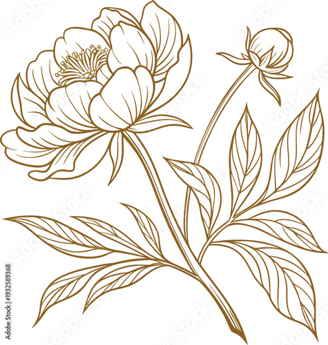 Vintage line drawing of a peony flower with leaves