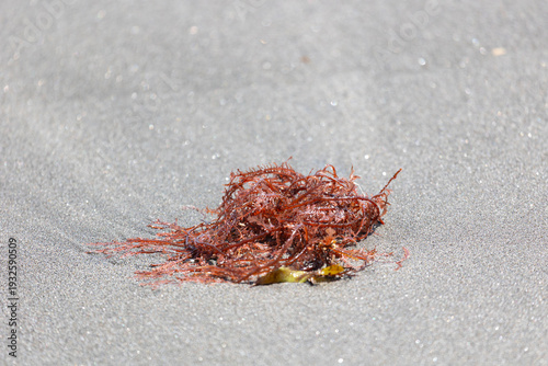 Red seaweed lies on the sand
