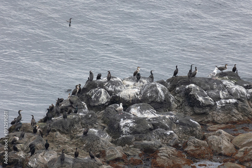 A flock of Japanese cormorants on a rock. South Kuriles