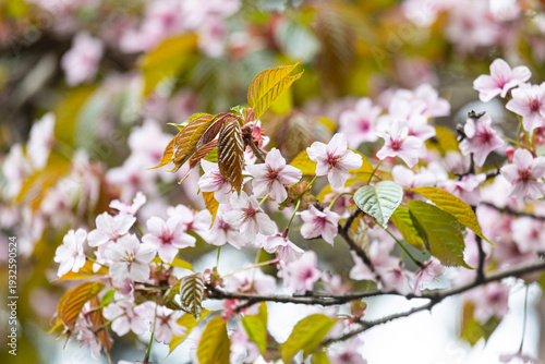 Blossoming Oriental cherry sakura with pink flowers close up