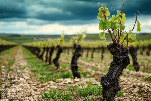 A small plant with buds growing among the established vines in an expansive vineyard.
