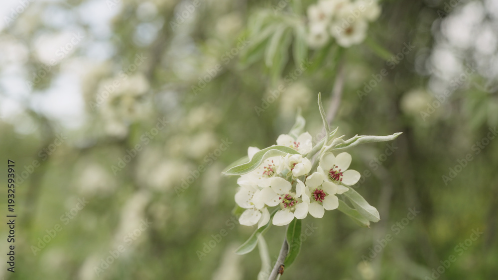 Fototapeta premium closeup of willow pear blossom