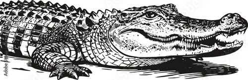 Detailed alligator illustration lying on ground with scaly skin and open mouth, black and white drawing