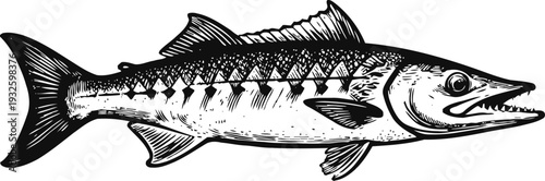 Black and white detailed illustration of a barracuda fish with sharp teeth and textured scales