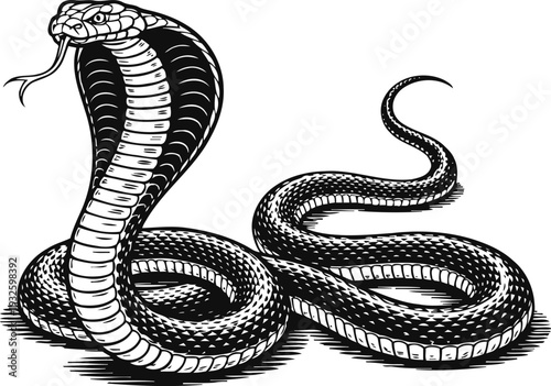 Illustration of a fierce cobra snake with raised hood and detailed scales in black and white
