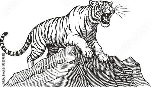 Roaring tiger standing on a rocky mountain peak with detailed stripes and fierce expression