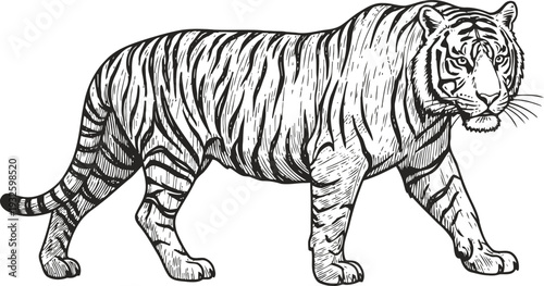 black and white tiger illustration walking pose wild big cat detailed sketch with stripes