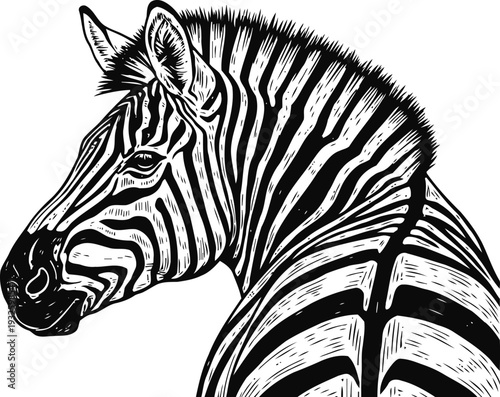 Zebra head profile with black and white stripes detailed illustration animal wildlife