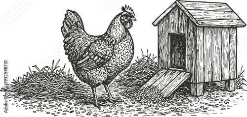 Hand drawn hen standing near wooden chicken coop with straw and feed scattered outside