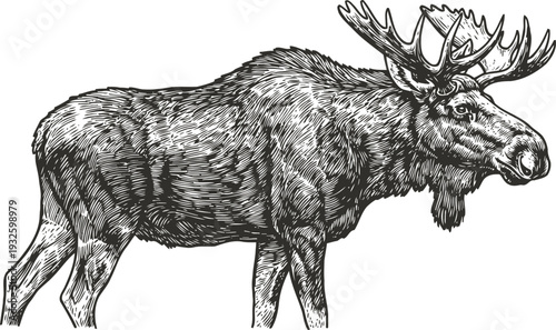 Majestic moose standing with detailed antlers and textured fur, hand drawn wildlife illustration