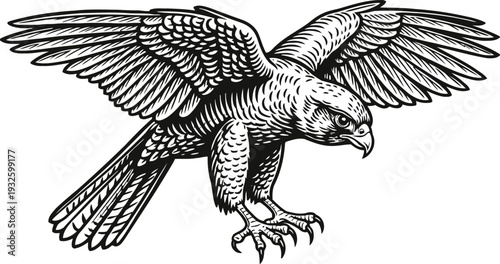 detailed illustration of a hawk in mid flight with spread wings and sharp talons ready to catch prey