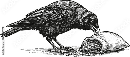 Detailed black crow eating corn from a partially husked cob on white background illustration