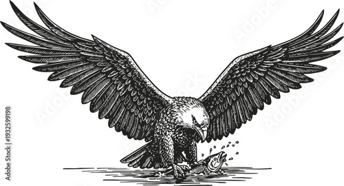 eagle catching fish with open wings detailed black and white illustration nature wildlife predator hunting