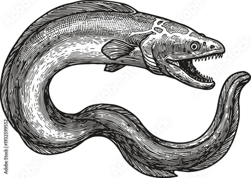 detailed engraving of eel with open mouth showing sharp teeth in curved body position