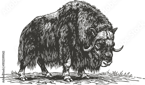 Detailed musk ox drawing wild animal with thick fur and curved horns in natural environment