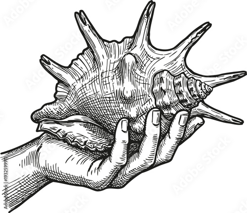 Hand holding a large spiky seashell, detailed vintage engraving illustration