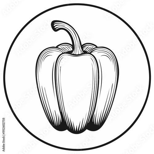 Engraved Pepper Illustration Within a Circular Frame, Vector Art