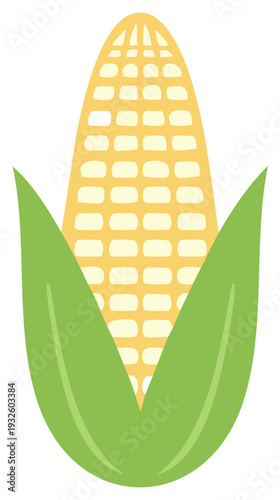 Fresh sweet corn cob illustration with green leaves and yellow kernels