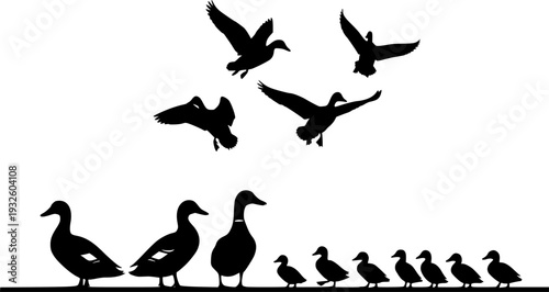 Mallard Duck Silhouette Set - Flying and Standing Water Bird Wildlife Vector