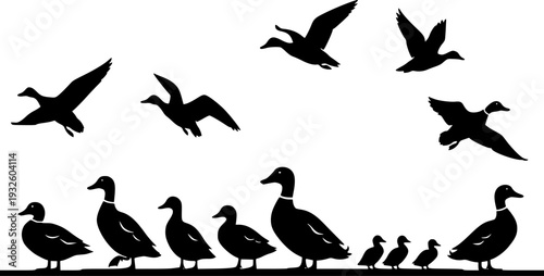 Mallard Duck Silhouette Set - Flying and Standing Water Bird Wildlife Vector