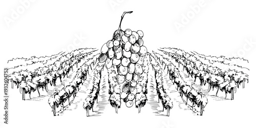 Stylized vineyard landscape with structured vine rows, grape fruit bunch with rounded berries. Ink vector illustration hand drawn for wine labels, promotional graphics, harvest products packaging.