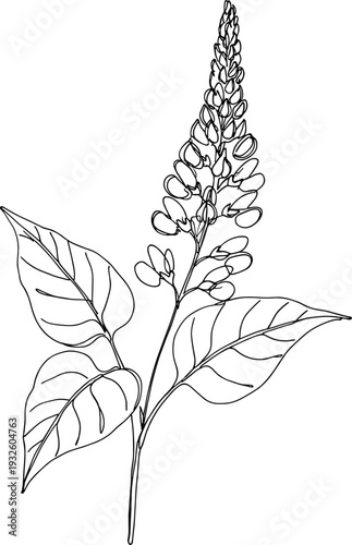 Detailed botanical line drawing of flowering plant with tall spike and elongated leaves, vector illustration for education, biology, plant identification, and artistic reference