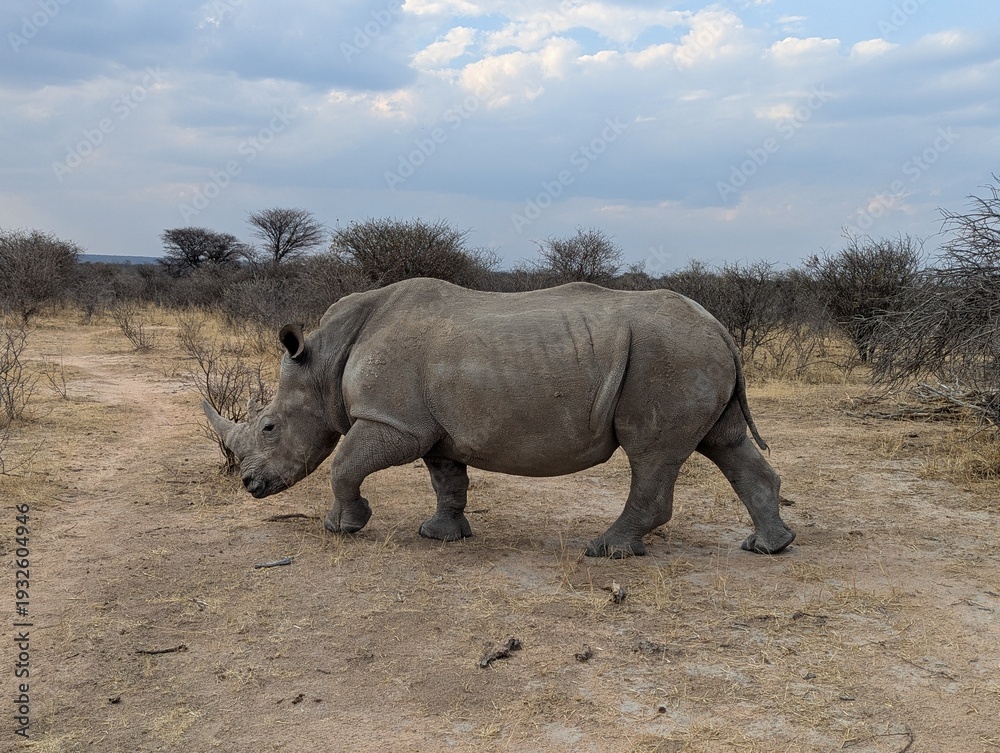 Obraz premium Nashorn nah in Wildnis