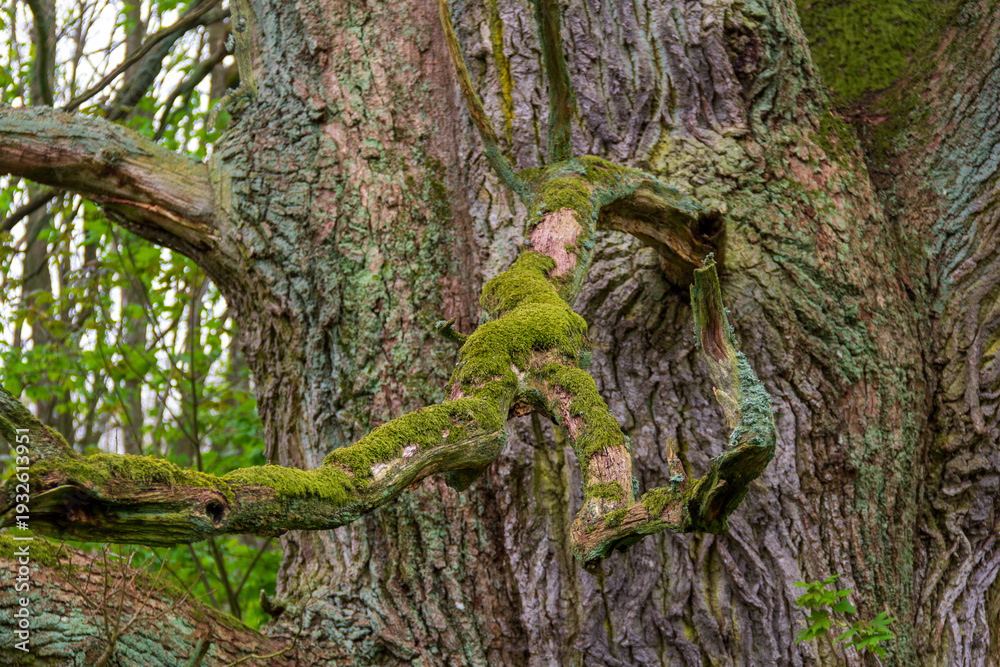 Fototapeta premium Close up of thick old tree trunk with rough bark and a broken branch covered in bright green moss