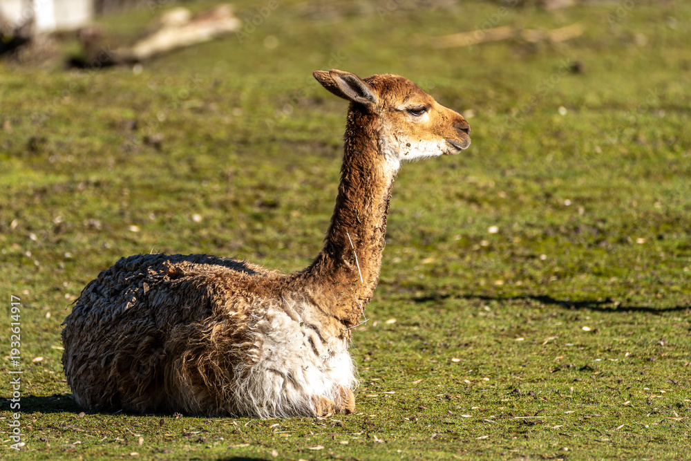 Fototapeta premium Vicunas, Vicugna Vicugna, relatives of the llama in a German park