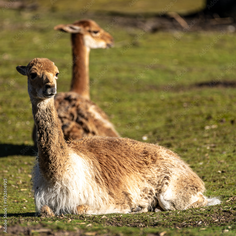 Fototapeta premium Vicunas, Vicugna Vicugna, relatives of the llama in a German park
