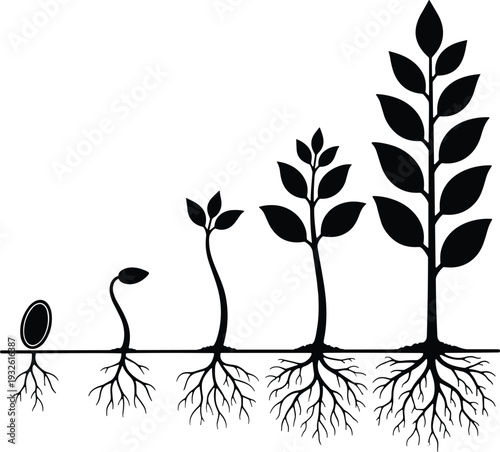 Black and white line art showing plant growth stages from seed to mature plant, educational botanical illustration highlighting life cycle, roots, leaves, and development process.