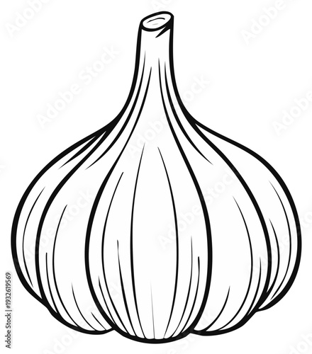 Garlic outline illustration of a bulb with cloves, vector art for cooking or food concepts in black and white style